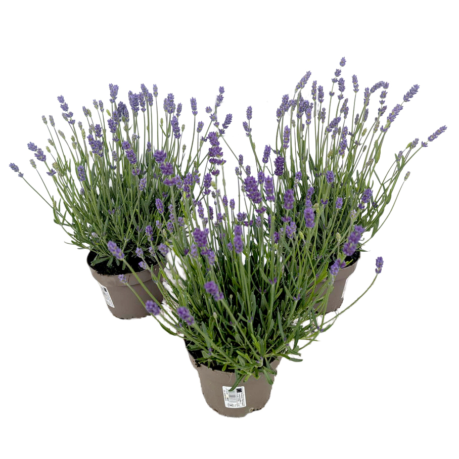 Lavandula angustifolia essence