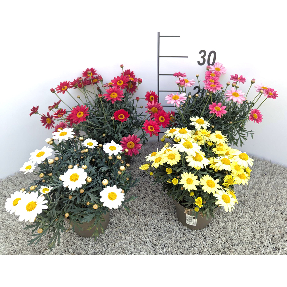 Argyranthemum frutescens larita