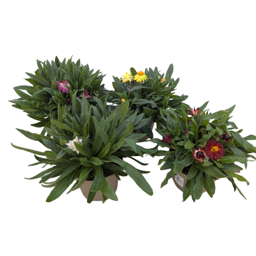Xerochrysum bracteatum mohave