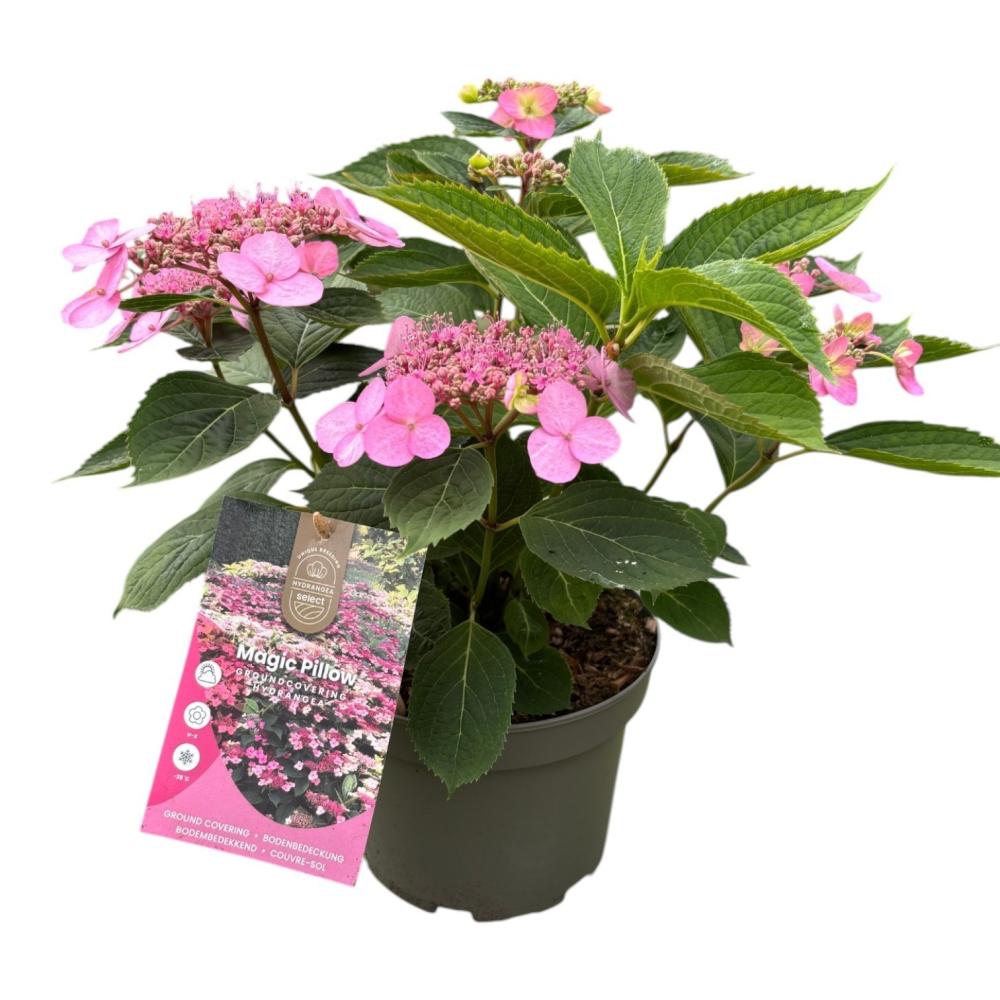 hydrangea
