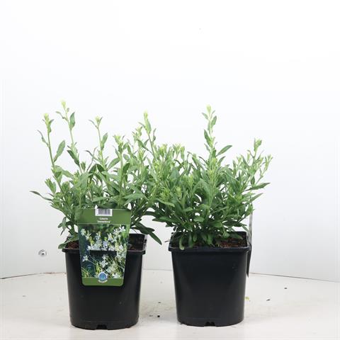 gaura