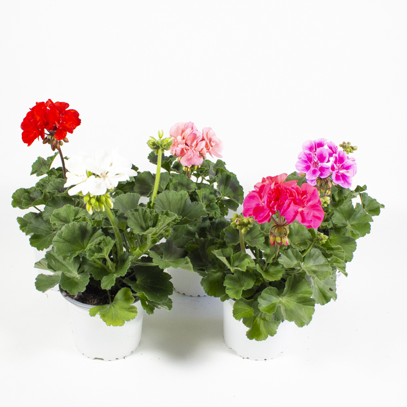Pelargonium zonale