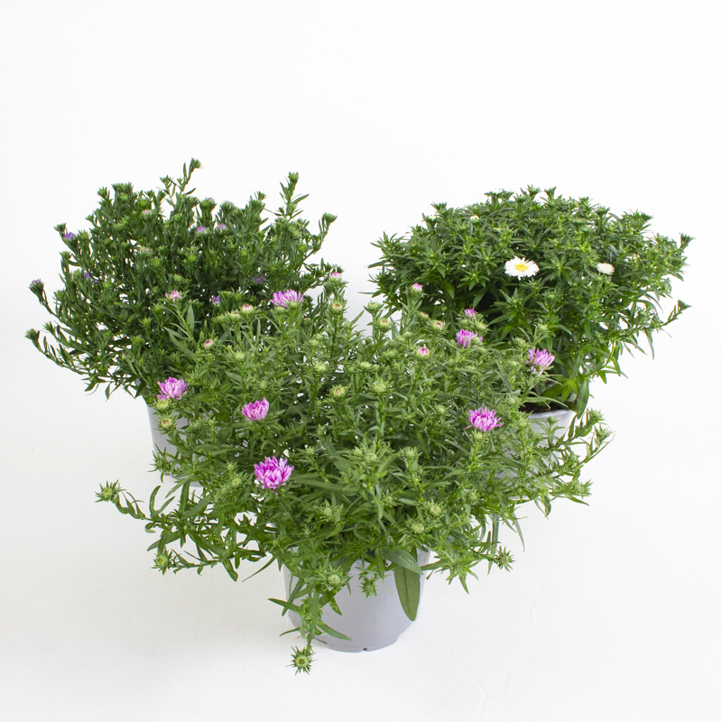 Aster novi-belgii