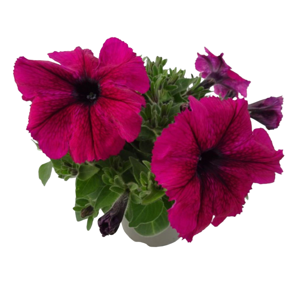 Petunia hybriden go!tunia burgundy