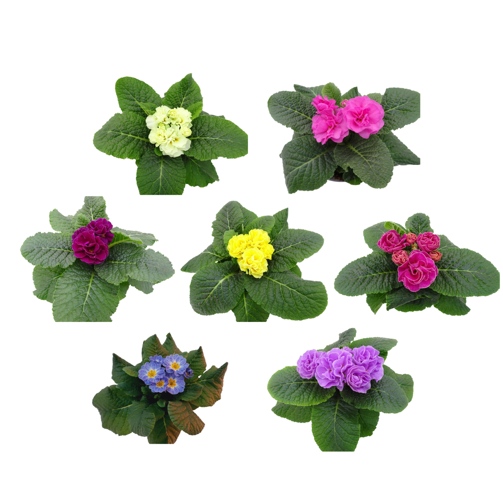 Primula acaulis pom pom (queen)