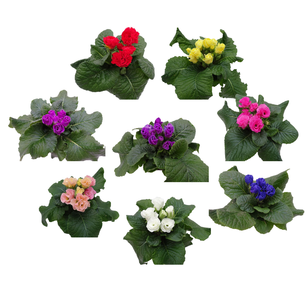 Primula acaulis rosebud