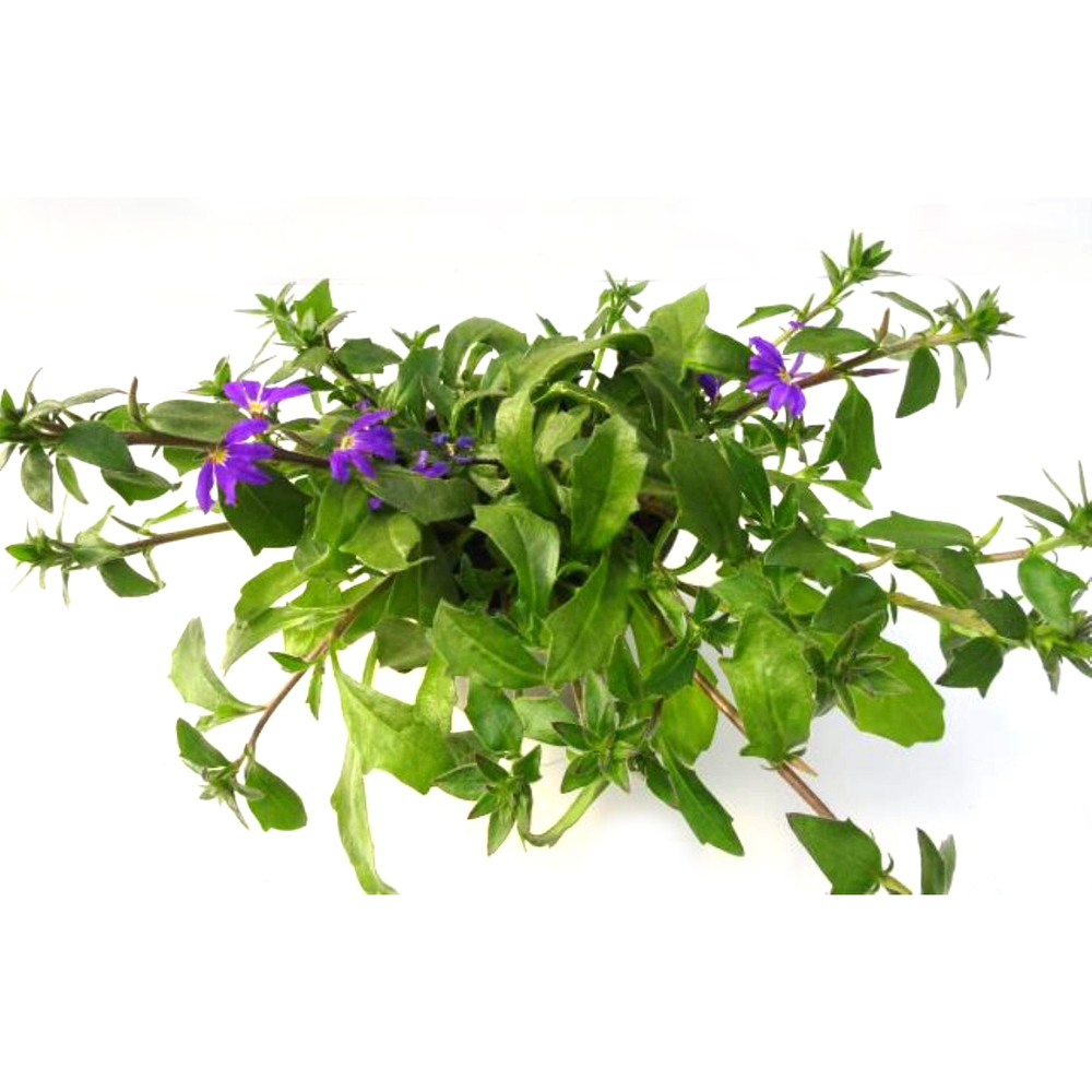 Scaevola aemula