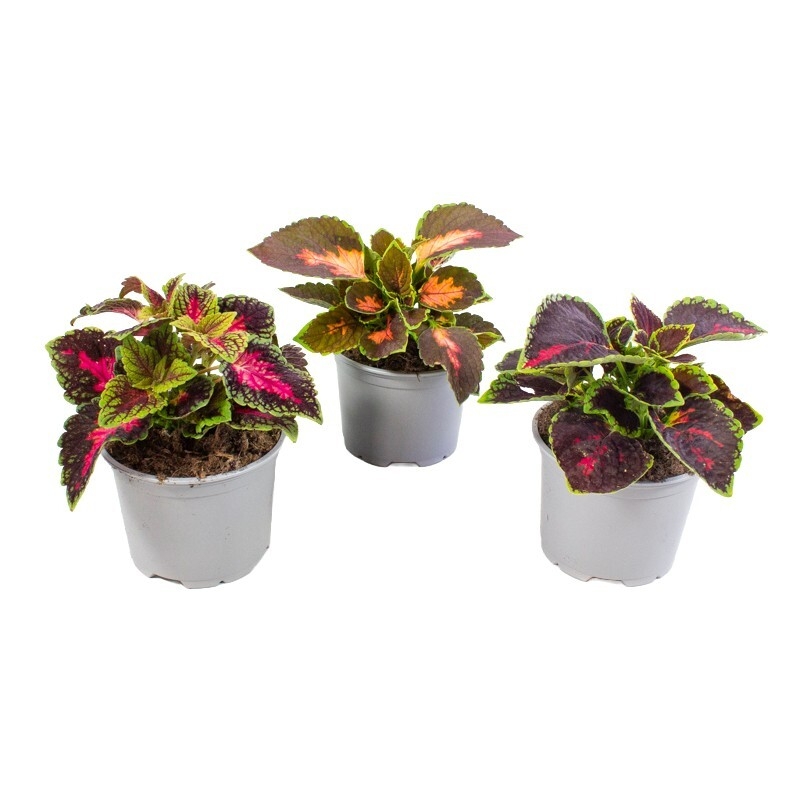 Coleus blumei hybriden