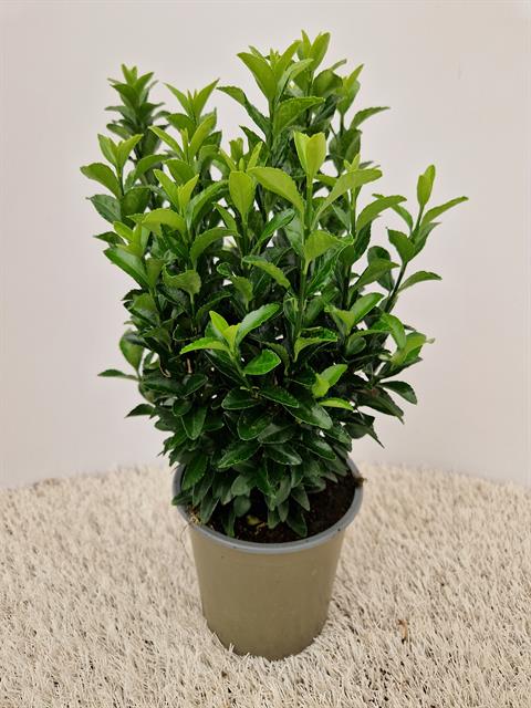euonymus