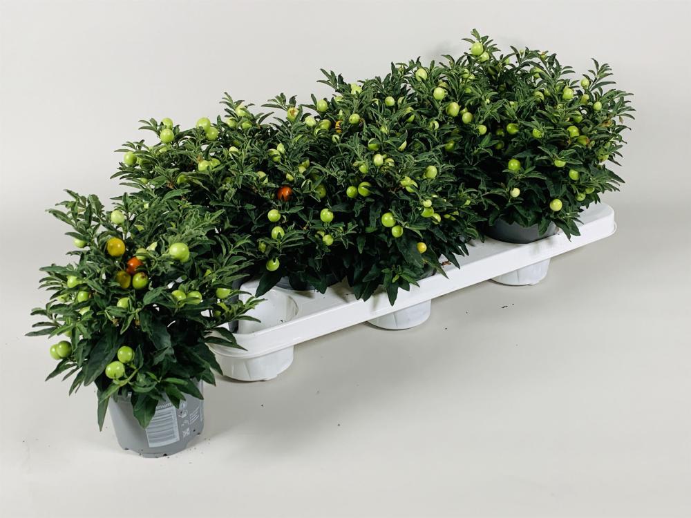 Solanum