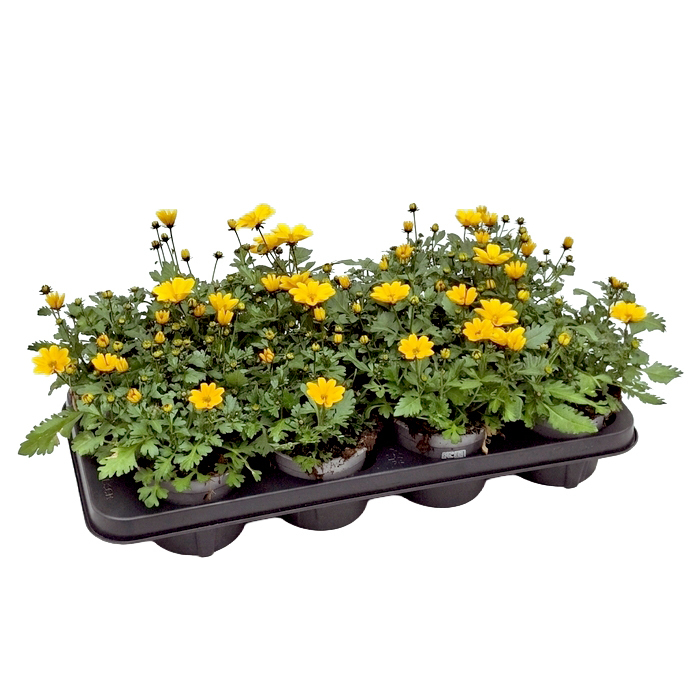 Bidens ferulifolia golden empire