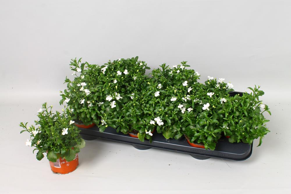 lobelia