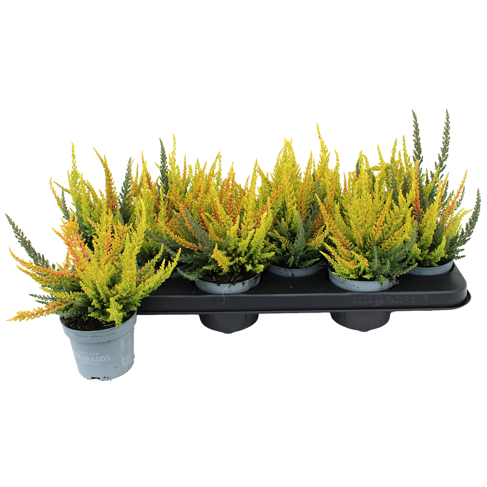 Calluna vulgaris beauty ladies skyline colorados t