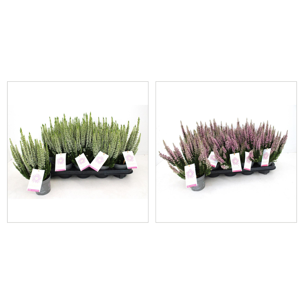 Calluna vulgaris beauty ladies first ladies