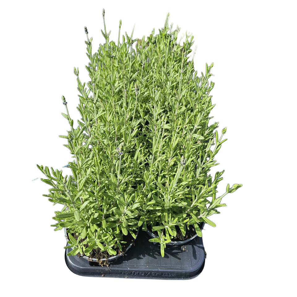 Lavandula angustifolia arderche blue