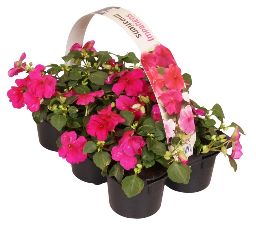 impatiens