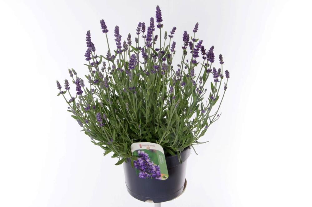 lavandula