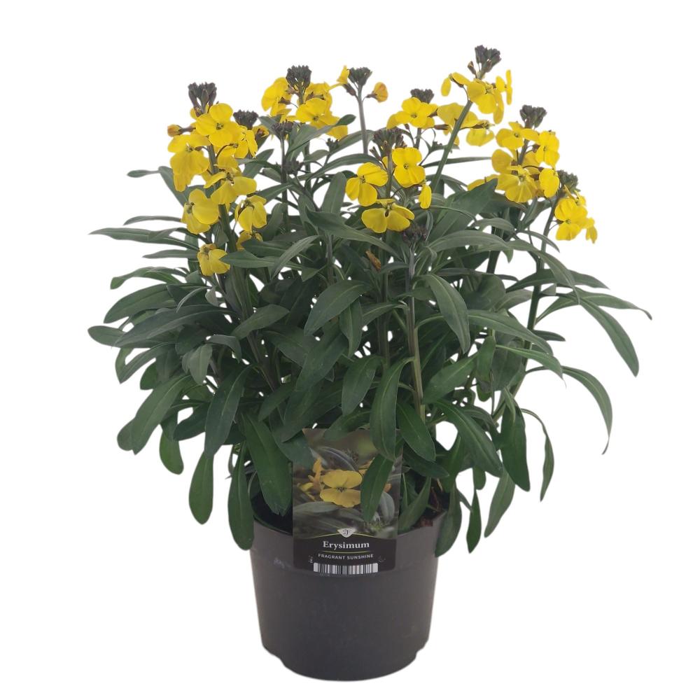 Erysimum