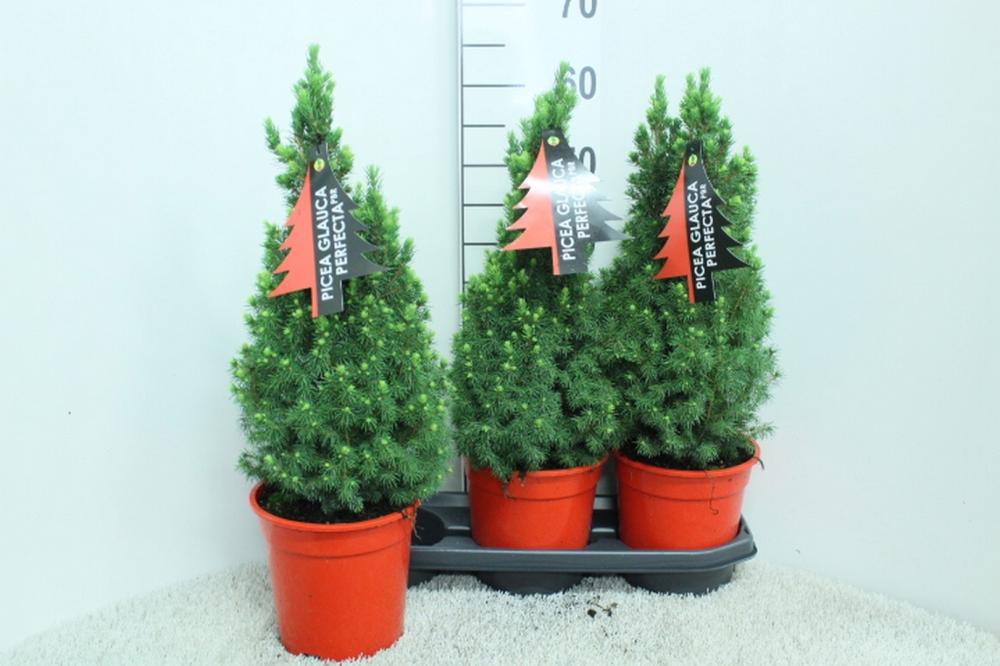 picea