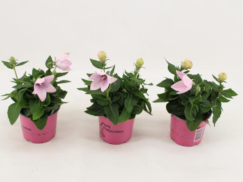 platycodon