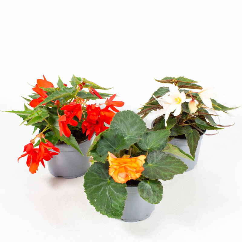 Begonia tuberhybrida