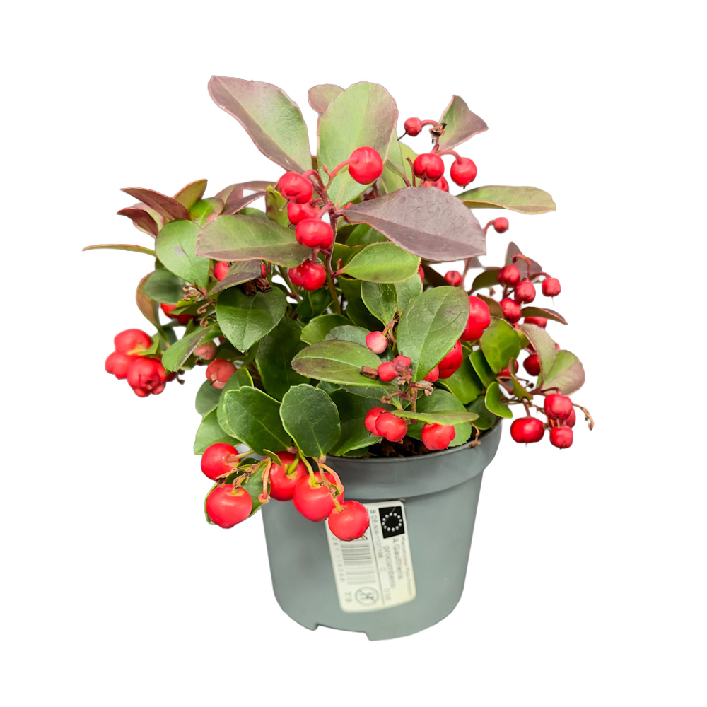 Gaultheria procumbens big berry