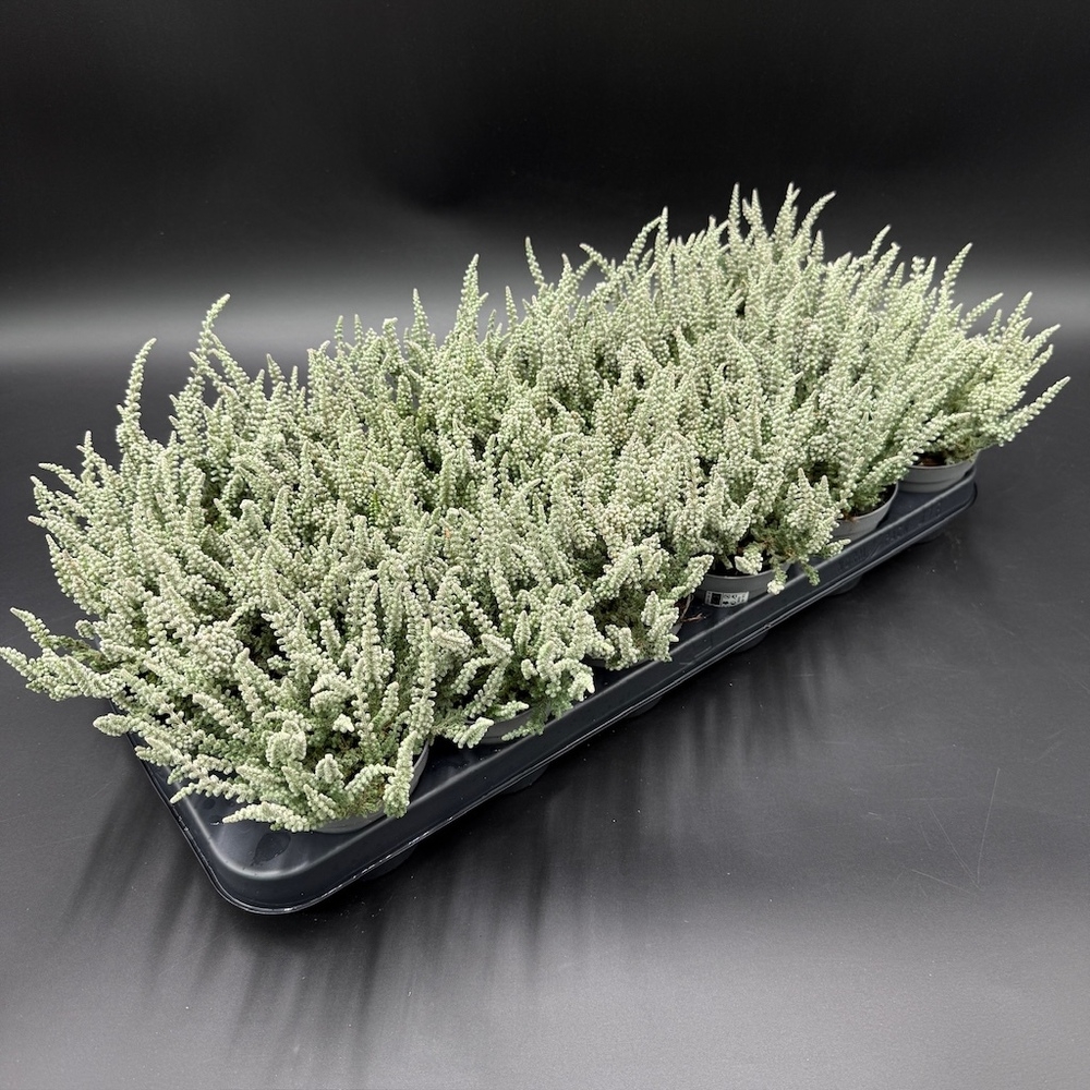 Calluna vulgaris garden girls fluffy (zilly)