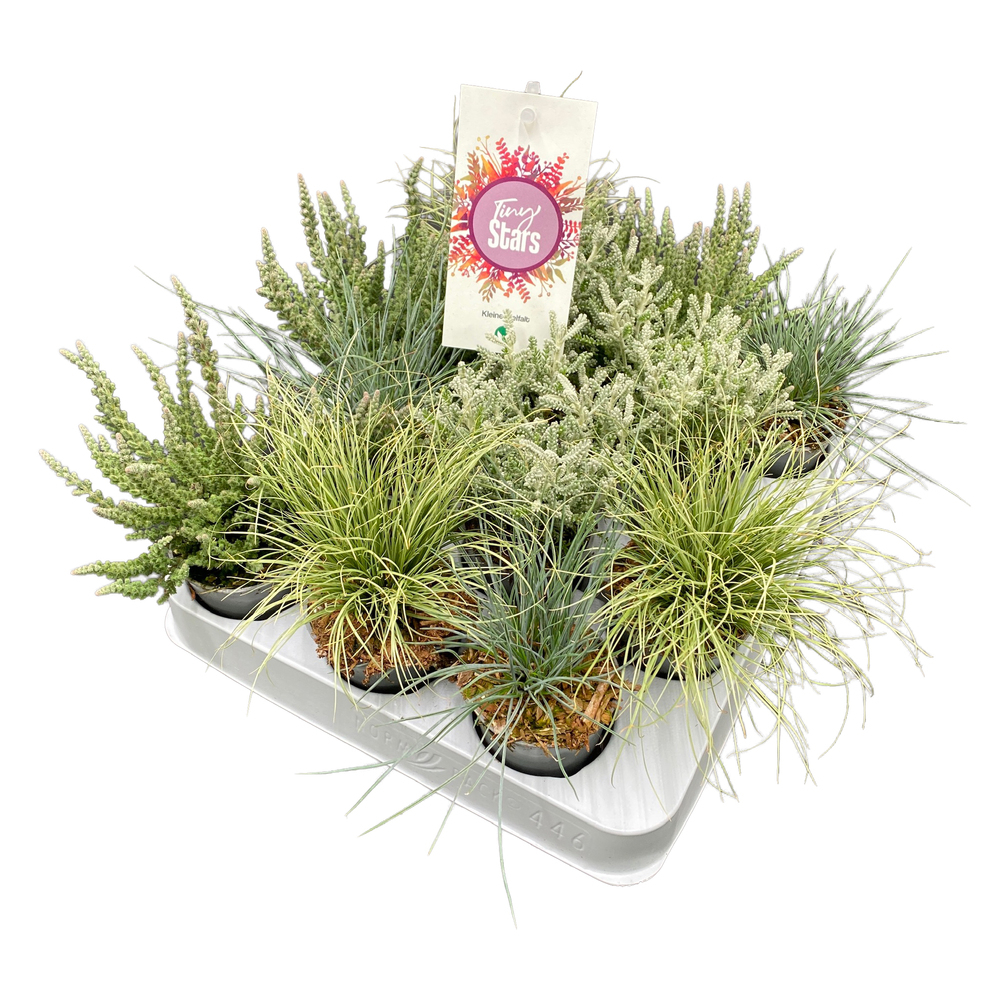 Herbst mix tiny stars