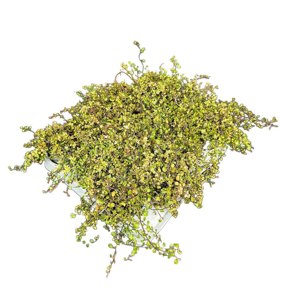 Muehlenbeckia complexa