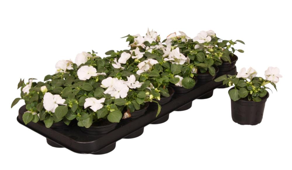 impatiens