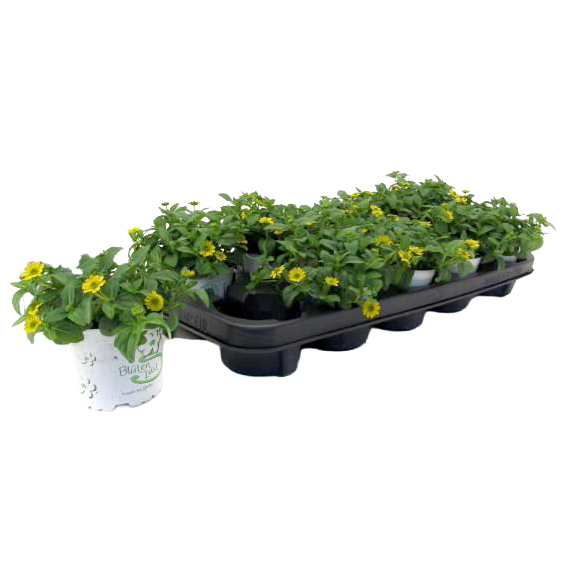 Sanvitalia procumbens