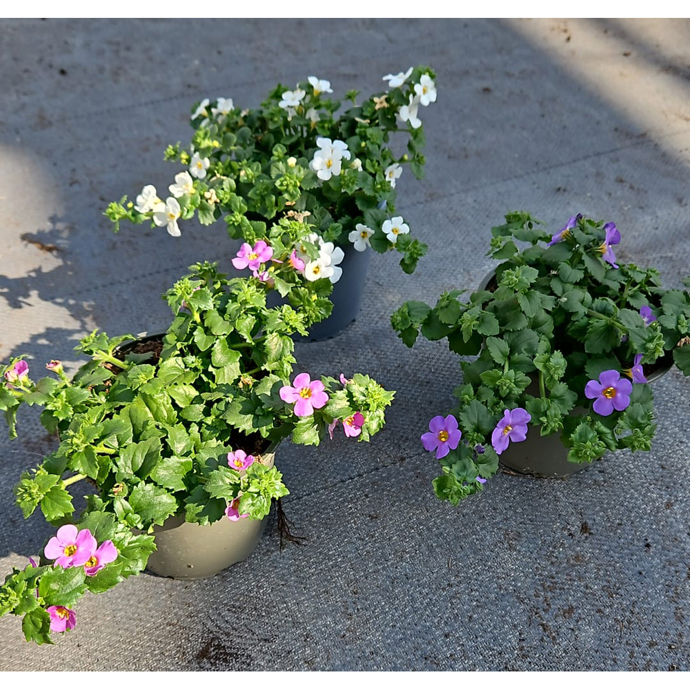 Sutera diffusa bacopa