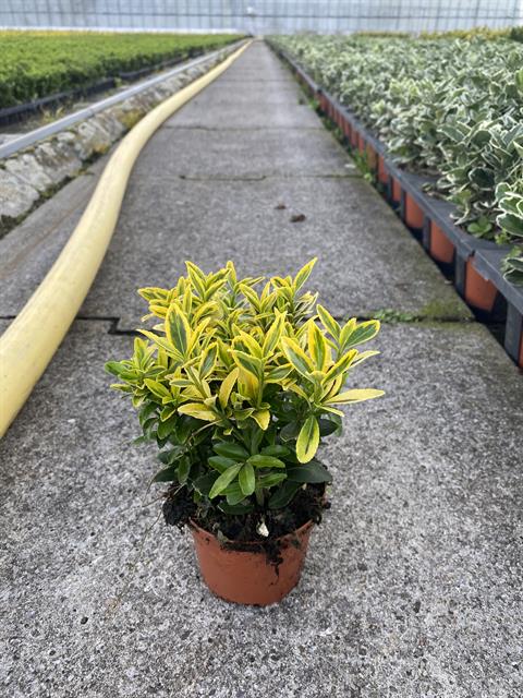 euonymus