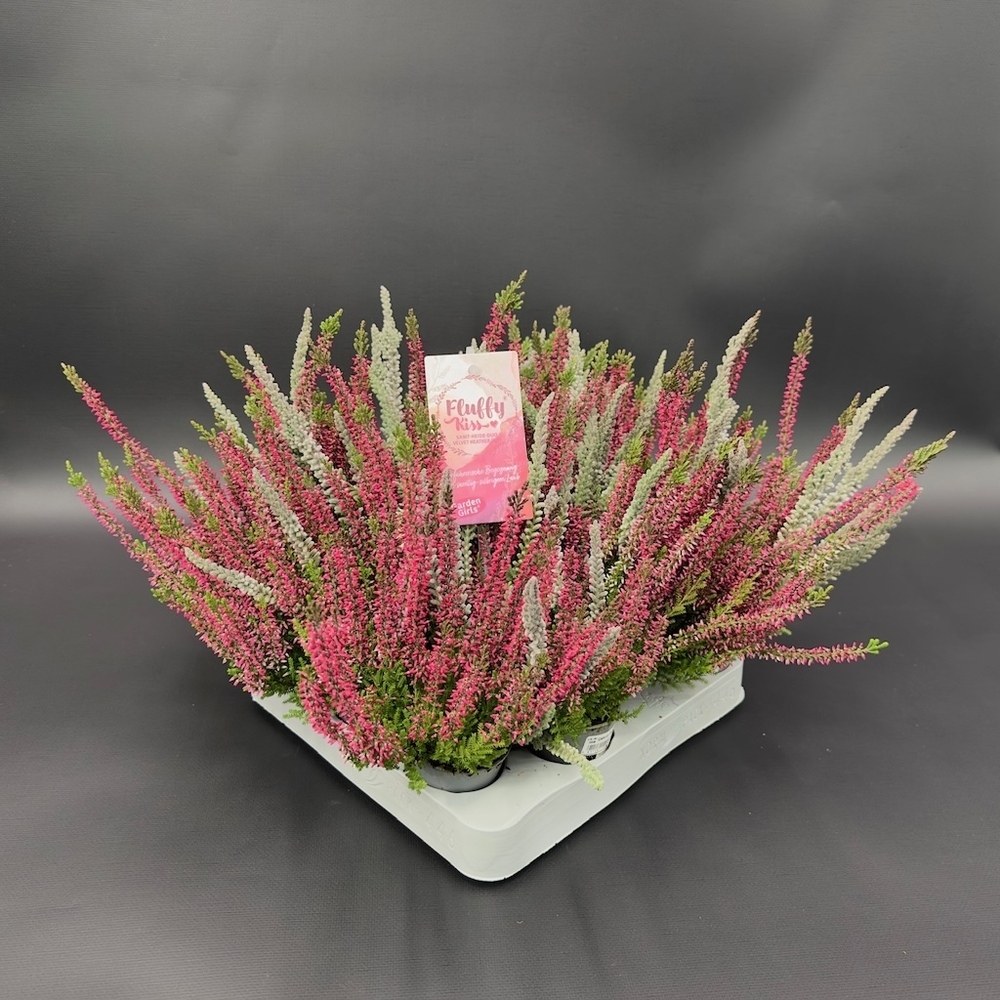 Calluna vulgaris garden girls fluffy kiss twin