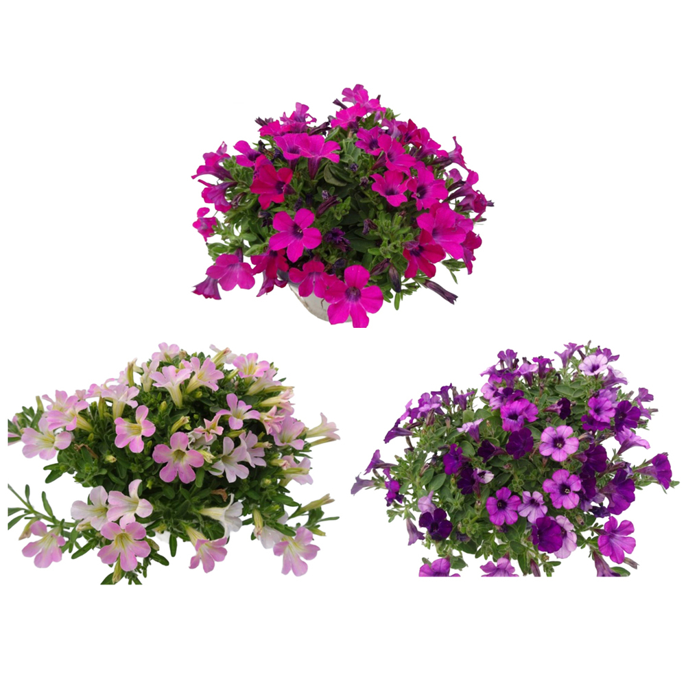 Petunia hybriden itsy