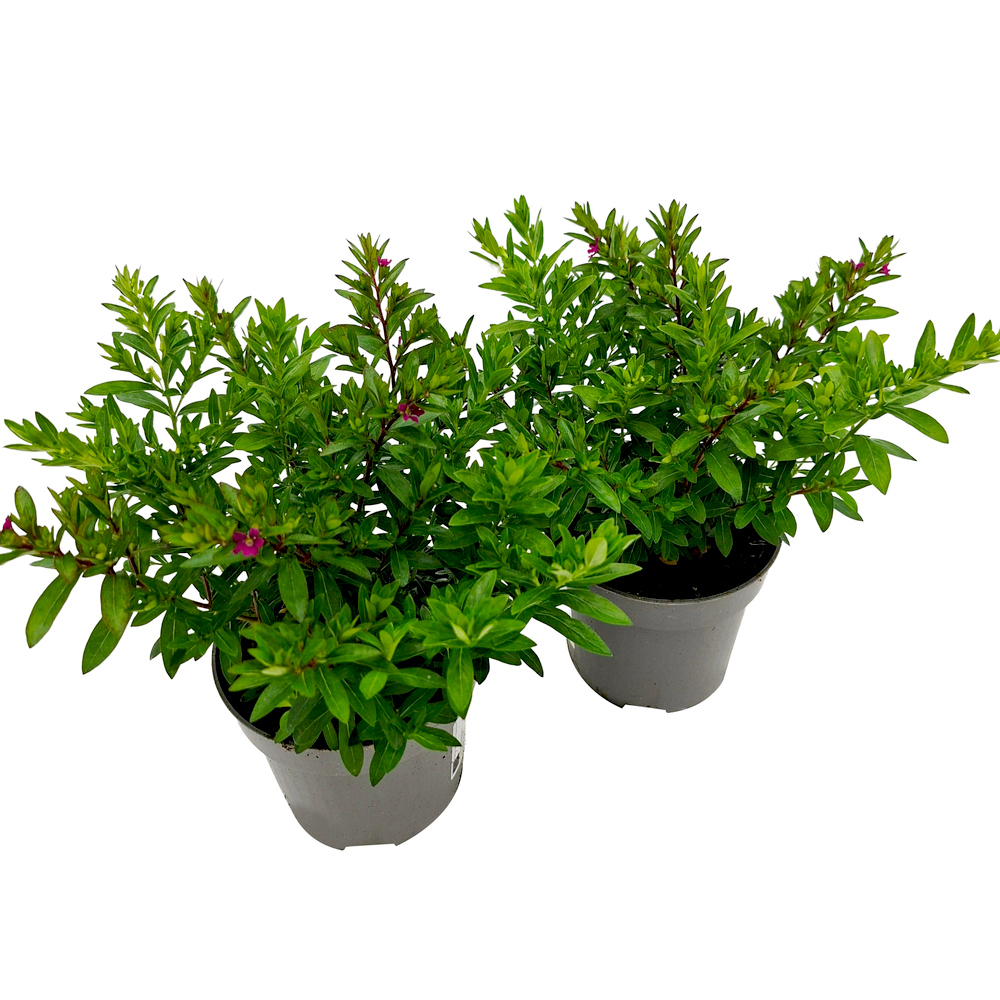 Cuphea hyssopifolia twin