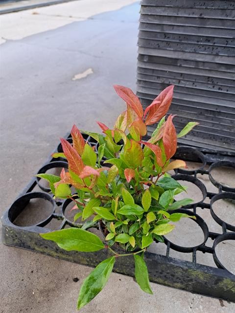 Leucothoe