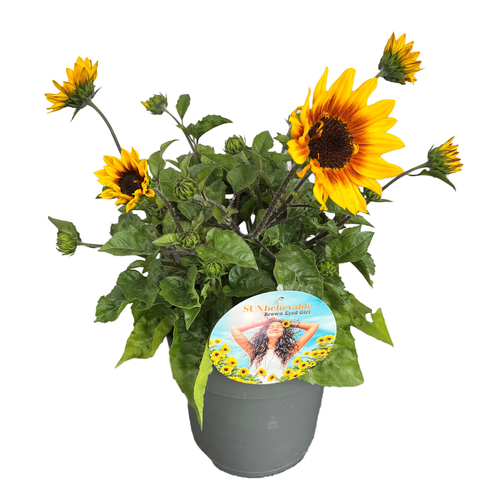 Helianthus annuus sunbelievable brown eyed girl