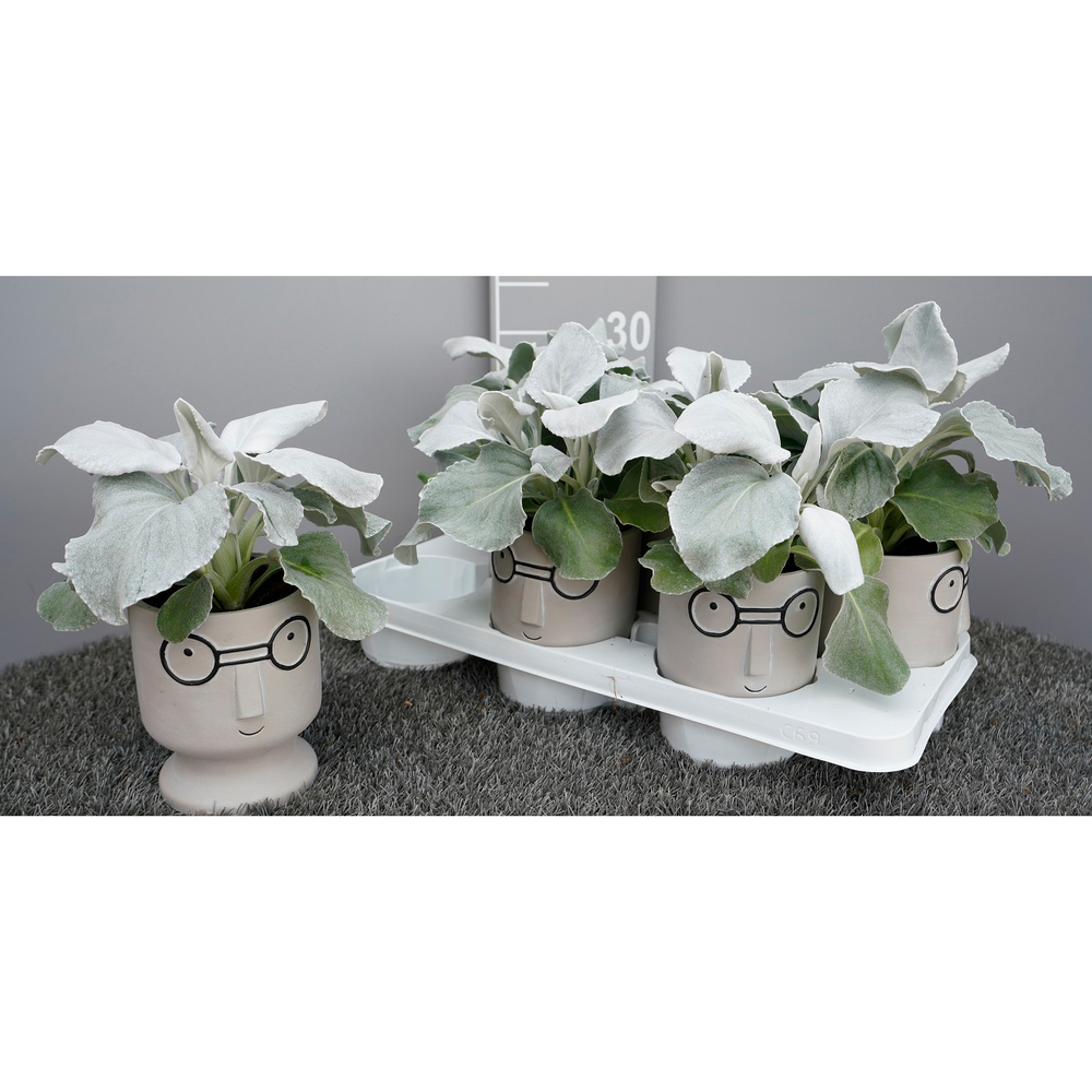 Senecio candicans angel wings