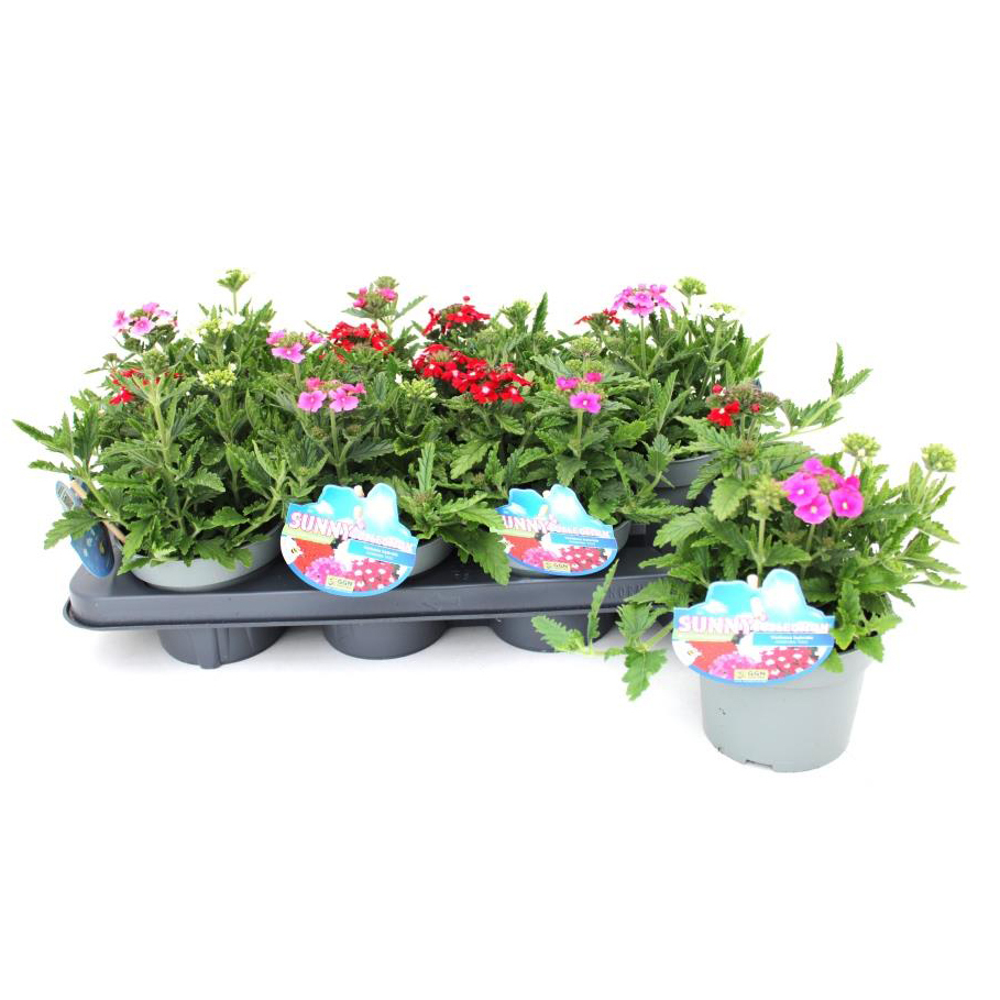 Verbena trio