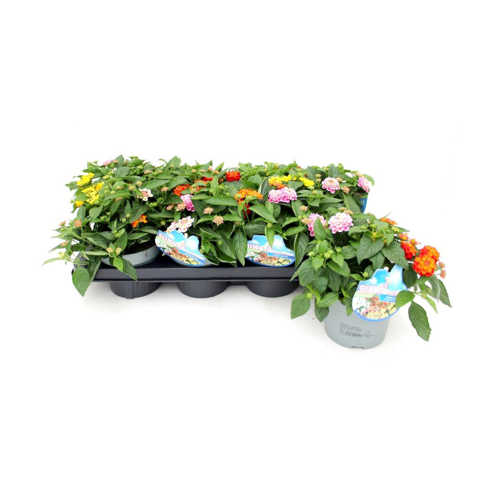 Lantana camara trio