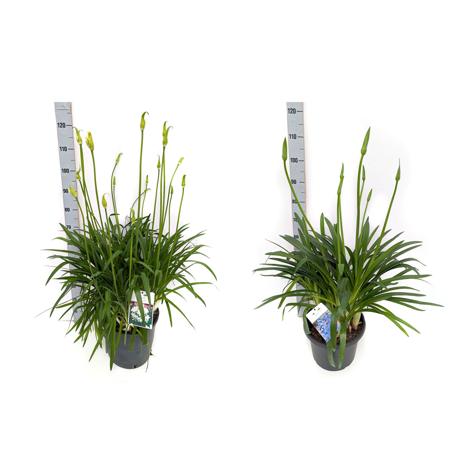 Agapanthus eydori white
