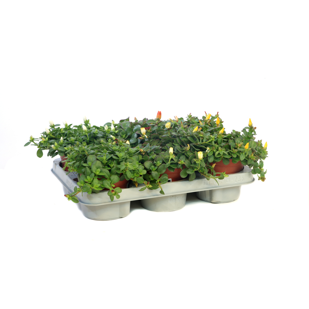 Portulaca umbraticola