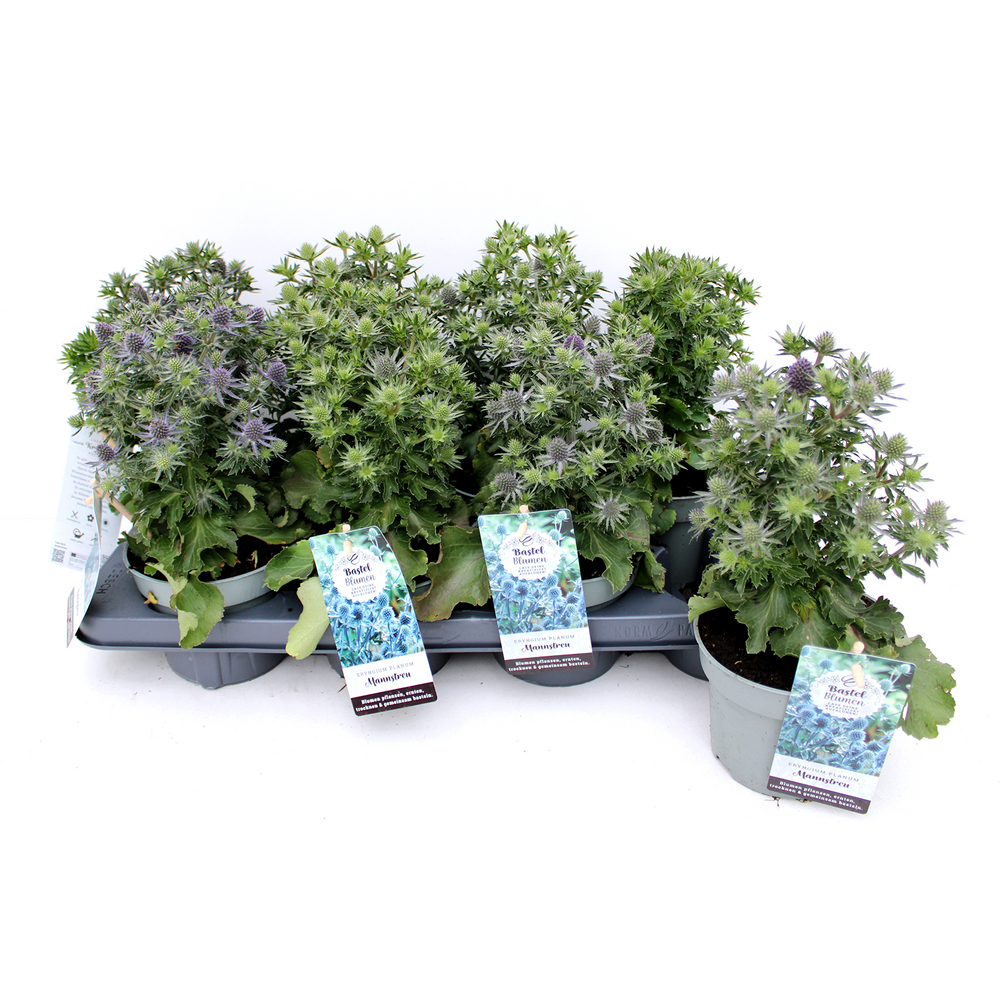 Eryngium planum