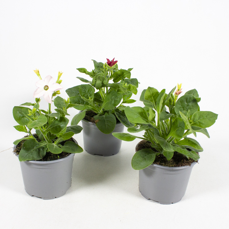 Nicotiana alata