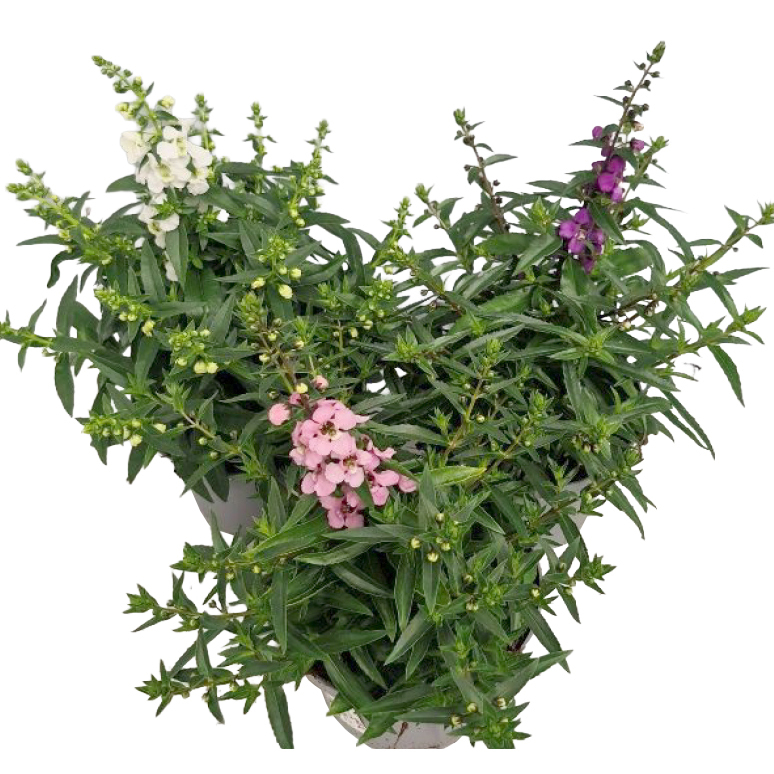 Angelonia augustifolia