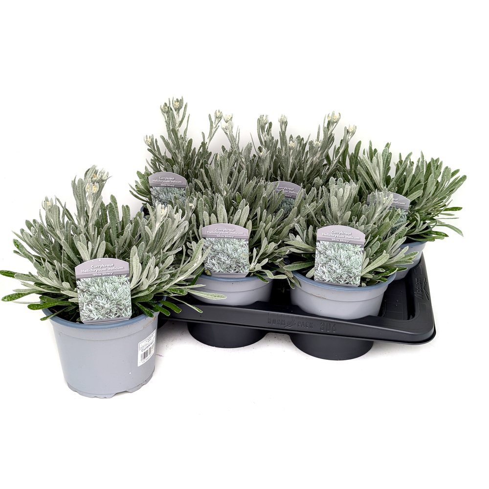 Helichrysum silvio silvery