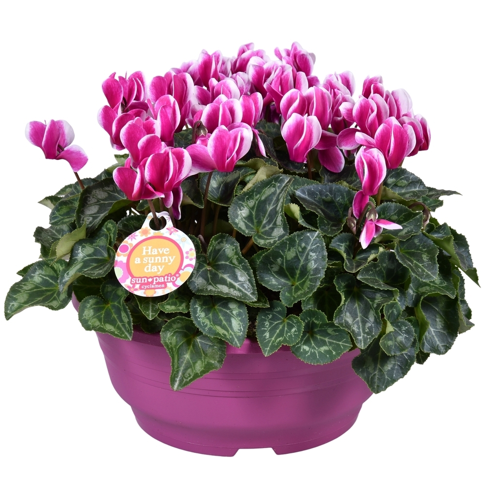 Cyclamen persicum fantasia