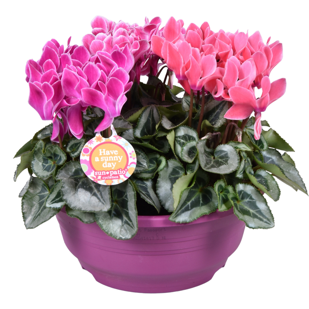 Cyclamen persicum bisous