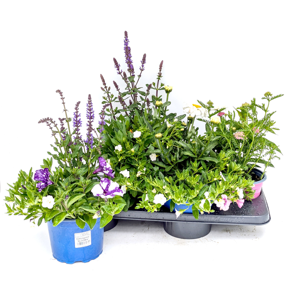 Beetpflanzen bloomatch